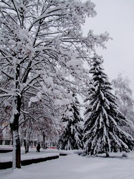  / зима ,снег, природа,