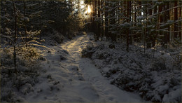 На тропе / Природа Беларуси