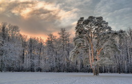 Про небо ,сосну ,деревья и снег ........ / Парк Царицыно 07.01.2016.