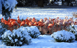 Среди снегов / Кёльн 2012. Стойкие фламинго