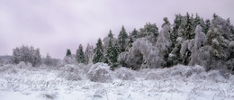Тяжёлая зима / Купавна, Московская обл., 2010 г.
Это тот самый 2010-й год. После знаменитого ледяного дождя, когда на покрытые льдом деревья и кусты выпал снег, и наступили морозы.