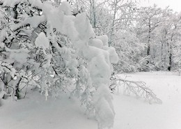 Зимний лес спит / .....