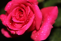 роза плачет / Данное растение представляет собой кустарник высотой до полутора метров, но иногда попадают экземпляры и по 2метра.
