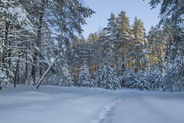 Тропа жизни / Прогулка по зимнему лесу