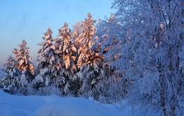 Морозное утро / Зимний лес