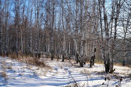 Зимняя зарисовка. / Зима, природа, пейзаж.