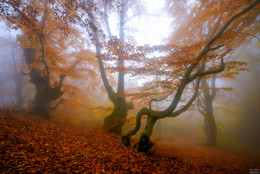 Неспешной буковой походкой... / Осень в лесу