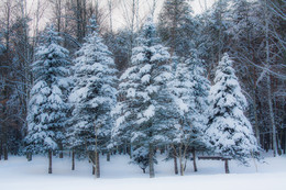 Елки в снегу / Ну реально елки в снегу