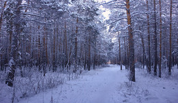 Спит зимний лес... / зима в лесу