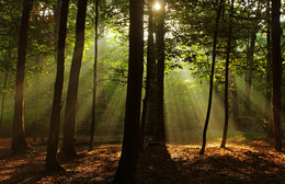 Солнышко в лесу / Восход в лесу