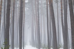 Линии леса / Снегопад в сосновом лесу