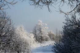 ИНЕЙ! / зима холода взгляд сквозь деревьев