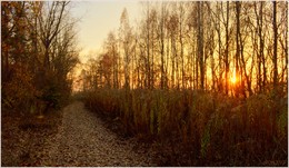 за уходящим солнцем / по дороге из желтых листьев