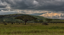 На исходе дня / Национальный парк Серенгети, Танзания