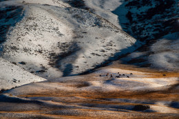 Зимний пейзаж с лошадками / Cклоны гор Ельчин Буйрюк, Алматинская область