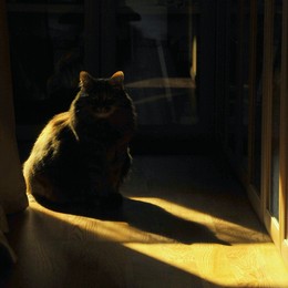 Танец света и теней / Светящаяся кошка.