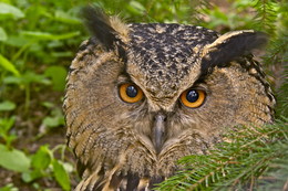 Ненаглядный мой / Филин обыкновенный (Европейский филин-пугач) Bubo bubo 
 Eagle Owl (англ.)