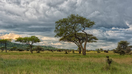 Вечерний променад / Национальный парк Серенгети, Танзания