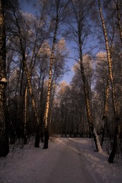 Зимняя дорога_2 / в лесу