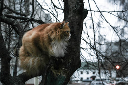 чеширский кот) / Таинственный котик ждал кого-то...