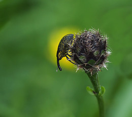 &nbsp; / Trügrüssler auf Distel, im Hintergrund eine Trollblume