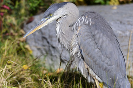 Great blue heron / Большая голубая цапля является самой крупной цаплей Северной Америки, её полная длина составляет 97—137 см, а вес 2,1—2,5 кг. Средний размах крыльев — 213 см. Крылья длинные, закруглённые. Клюв длинный, на конце имеет коническую форму, окрашен в светло-жёлтый цвет. Хвост короткий. Ноги длинные, зелёные. Шея также длинная. Оперение в верхней части тела серое, на шее имеются белые, чёрные и ржаво-коричневые полосы. У самцов на затылке имеется густой хохолок чёрных перьев. Также самцы несколько крупнее самок.