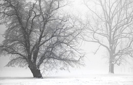&nbsp; / An einem sehr kalten Wintermorgen im NATURPARK HOHE MARK.
Der Nebel machte die Natur sehr &quot;Geheimnisvoll&quot;.