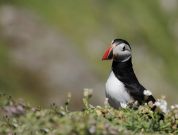 &nbsp; / Aufgenommen habe ich diesen herrlichen Vogel auf der Insel Skellig Mikel in der Grafschaft Kerry in Irland. Diese Tiere haben mich einfach nur begeistert.