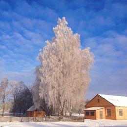 Одежды / приодела зима деревья