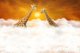 Встреча над облаками / Манипуляция рандеву двух жирафов выше облаков
