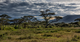 Вечер в саванне II / Национальный парк Серенгети, Танзания