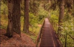 муравьиный мост / мосток в лесу