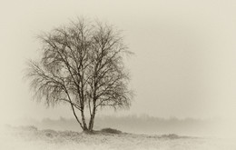 &nbsp; / Ein Baum in der Westruper Heide im RETRO STIL.