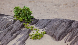 &nbsp; / Gesehen an einem Strand in der Bretagne / Frankreich. Ja, es grünt und blüht überall !