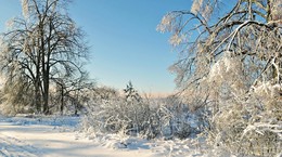 сказочный сон / зимний пейзаж, утро, иней на деревьях