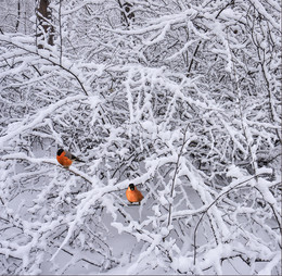 Зима / Заснеженный лес в окрестностях Екатеринбурга
