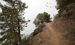 &nbsp; / Unterwegs in den Wolken von LA GOMERA. Im Tal war es sehr warm. Hier oben aber sehr kalt, so um den Gefrierpunkt, na und !!!!!!!