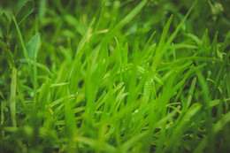 травка / зелёная трава