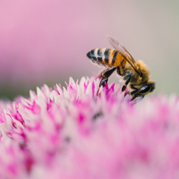 пчела / пчела, макро