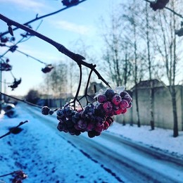 замороженная ягода / Зима умеет украшать природу.