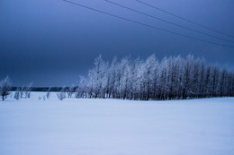 Нам ветер играет на проводах / Снимок сделан промозглым зимним утром по дороге из Самары в Оренбург. Февральское настроение отражается в сером небе, сковав морозной тоской всё во круг. Из серии &quot;Остаёмся зимовать&quot;. Так же рассматривалось имя снимка - Мы онемевшими танцуем под тихий шёлёст проводов.