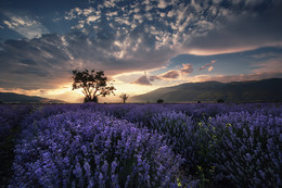 Закат в стране лаванды / Лаванда в Болгарии - приглашаю на фототур: http://europhototour.com/lavender_ru.php