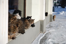 Не самый важный момент / Кошки Юрмалы пригрелись у окна и лучах солнышка.