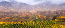 Пасмурные виноградники / Виноградники долины Вахау в октябре. Тут рождаются лучшее белое австрийское вино и ароматная абрикосовка.