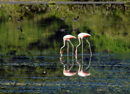 Пара фламинго / В декабре 2010 года посчастливилось оказаться в Венесуэле. Фото сделано недалеко от побережья Карибского моря. Мир дикой природы.