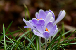 Первые крокусы / В аптекарском огороде МГУ в марте обычно вовсю цветут крокусы. При нынешней аномальной зиме цветы могут появиться значительно раньше.