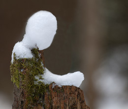 &nbsp; / Auf Fototour im Harz. Bei diesem Anblick hier dachte ich zuerst an eine ERSCHEINUNG. Was seht ihr auf siesem Foto ?