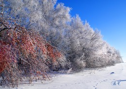 Мороз и солнце день чудесный / Фото снято в обед 31 декабря 2007 года.
Тамбовская область, Инжавинский район
