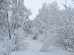 Следы на белом / На выпавшем в конце февраля снеге чётко видны следы, которые идут от деревни в глубь чащи.