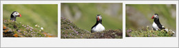 &nbsp; / Diese TOLLEN VÖGEL konnte ich aud der Insel Skelling Michael (Irland) fotografieren.

Die PAPAGEITAUCHER kommen nur zum BRÜTEN auf diese Insel.